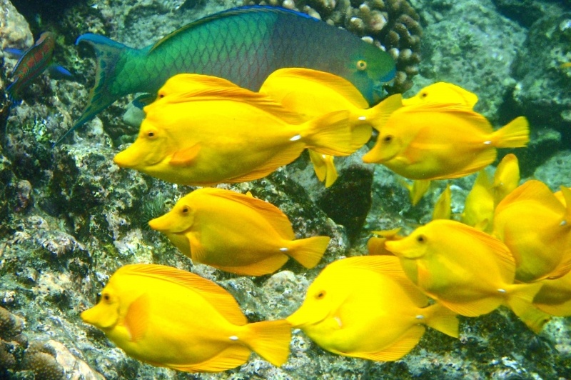 Small-Group-Snorkel-Dolphin-Adventure-Departs-Keauhou-Bay-image-7.jpg