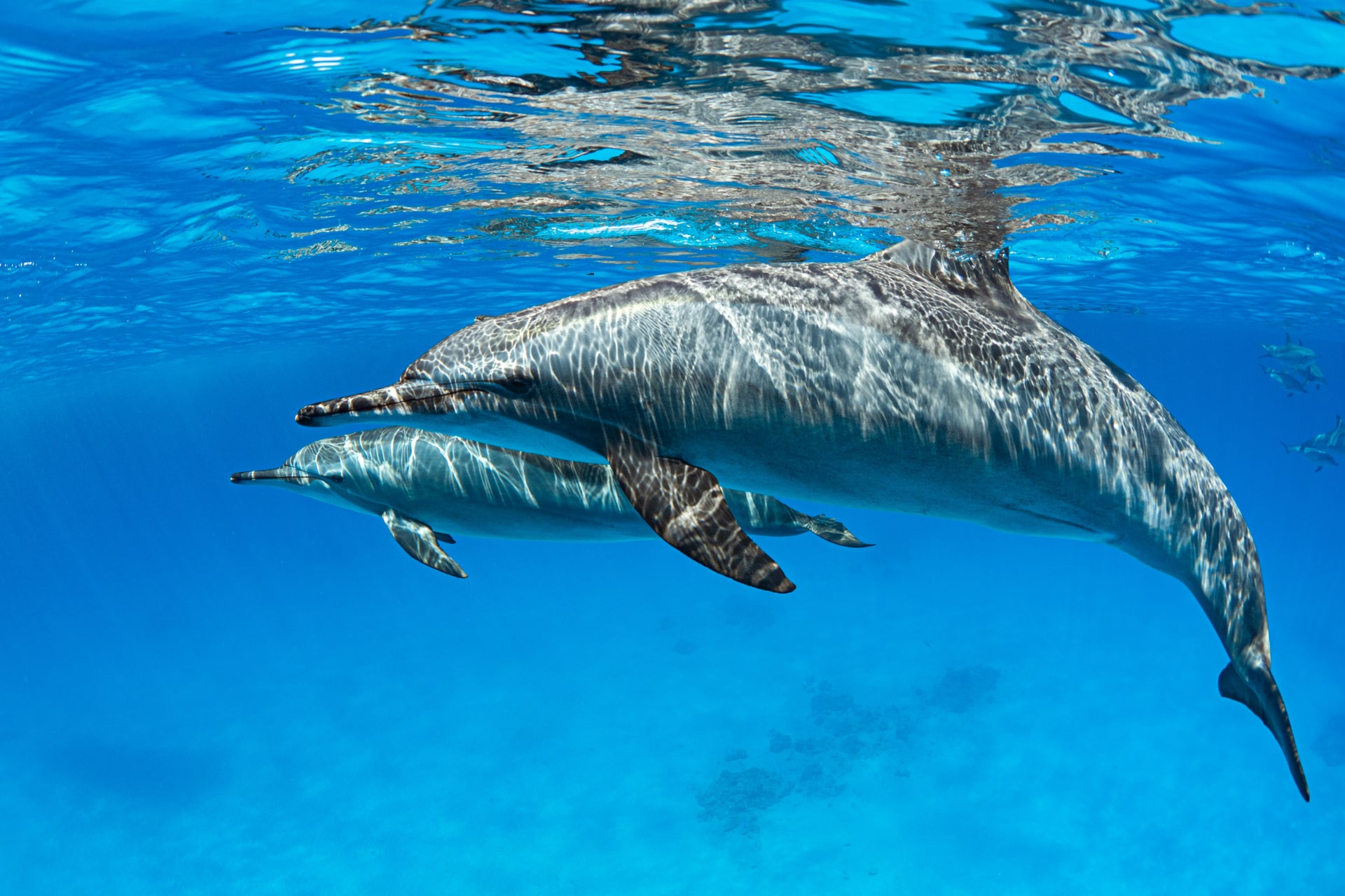 dolphins-min.jpg